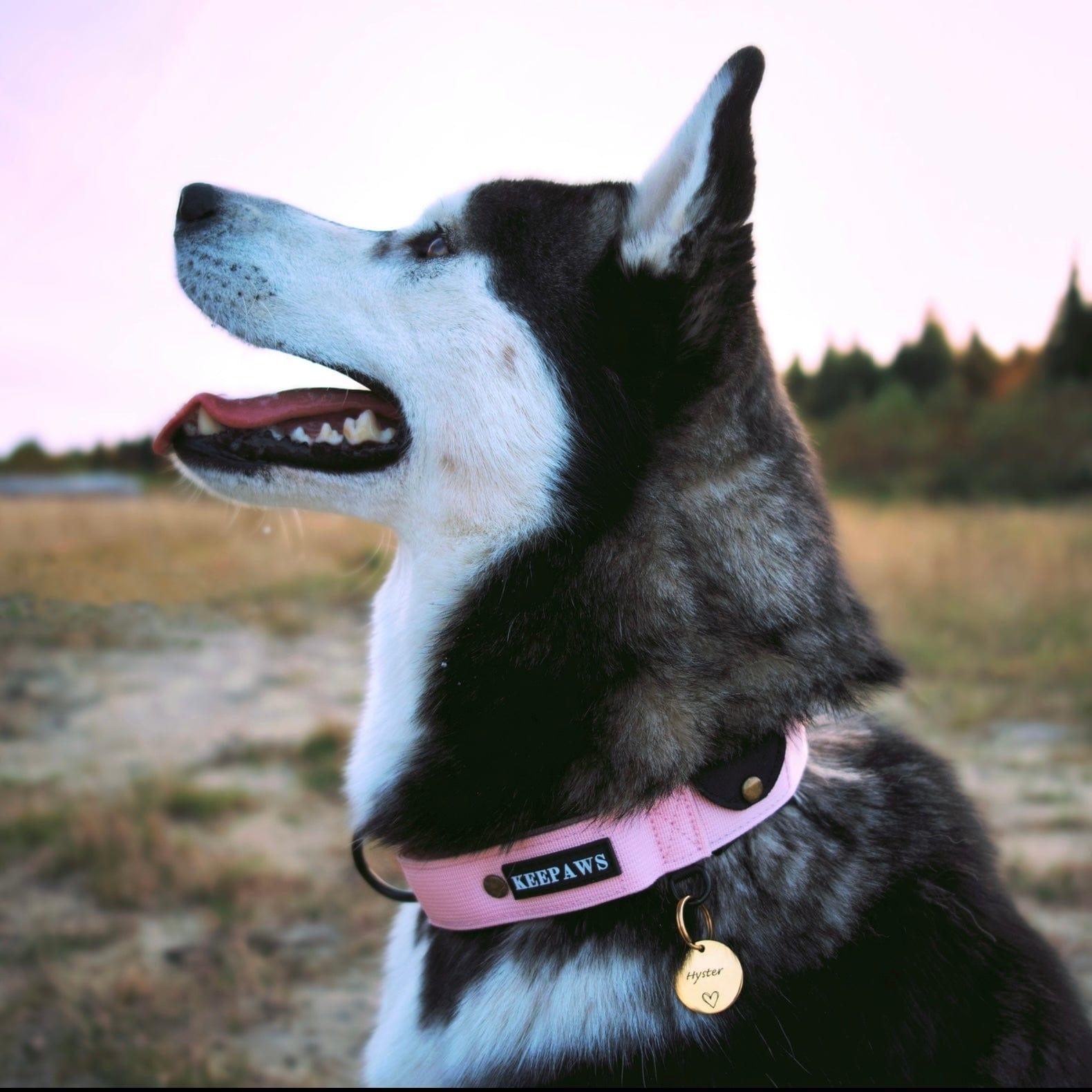 Keepaws™ Tactical AirTag Collar - carbermais